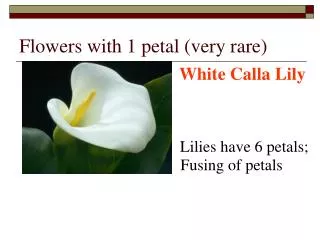 Flowers with 1 petal (very rare)