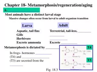 Chapter 18- Metamorphosis/regeneration/aging