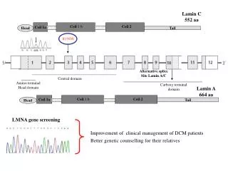 Alternative splice Site Lamin A/C