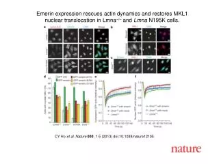 Emerin expression rescues actin dynamics and restores MKL1