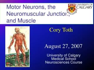 Motor Neurons, the Neuromuscular Junction, and Muscle