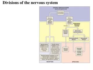 Divisions of the nervous system