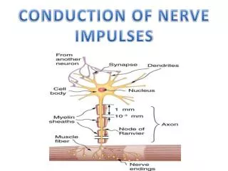 CONDUCTION OF NERVE IMPULSES