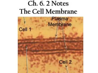 Ch. 6. 2 Notes The Cell Membrane