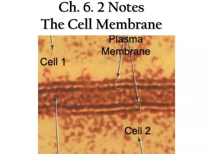 ch 6 2 notes the cell membrane