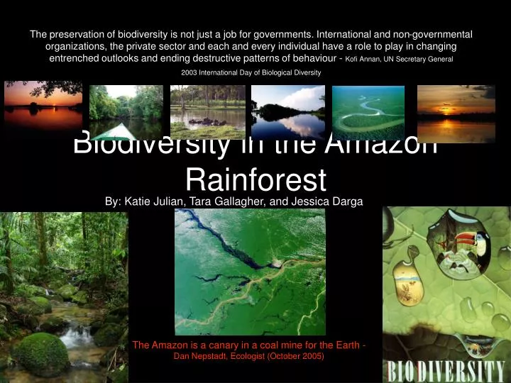 biodiversity in the amazon rainforest