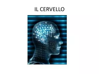 il cervello