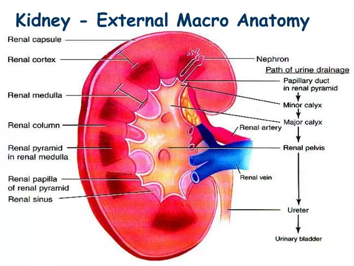 kidney external macro anatomy