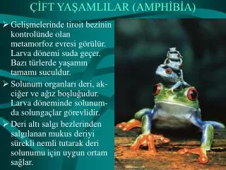 ft ya amlilar amph b a