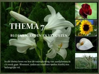 thema 7