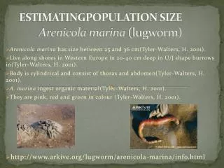 ESTIMATINGPOPULATION SIZE Arenicola marina (lugworm)