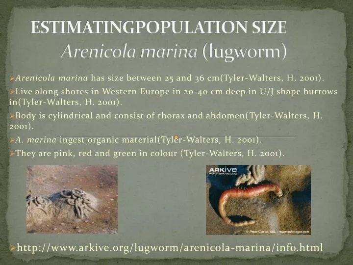 estimatingpopulation size arenicola marina lugworm