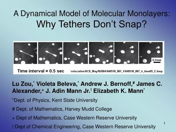 a dynamical model of molecular monolayers why tethers don t snap