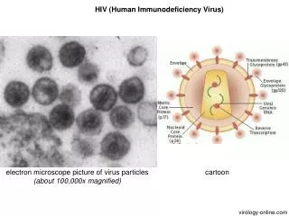 HIV (Human Immunodeficiency Virus)