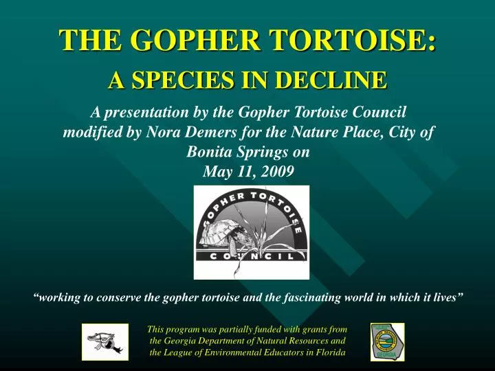 the gopher tortoise