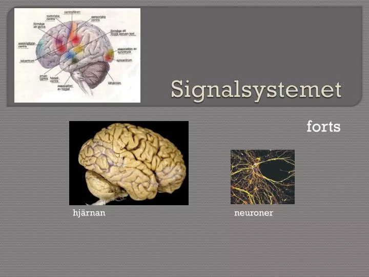 signalsystemet