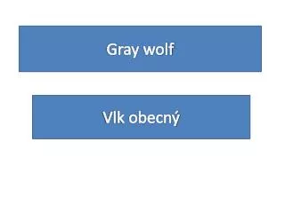 gray wolf