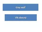 Gray wolf - slide 1