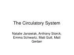 The Circulatory System - slide 1