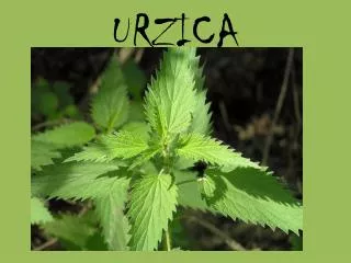 urzica