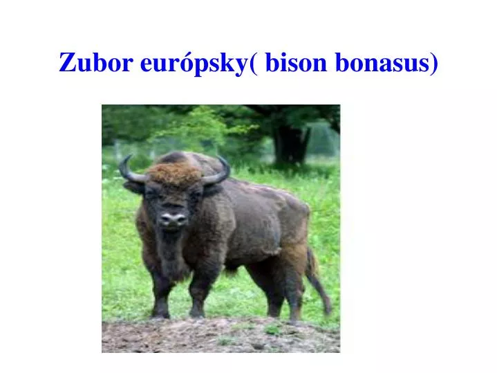 zubor eur psky bison bonasus