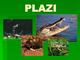 plazi