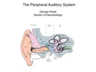 The Peripheral Auditory System