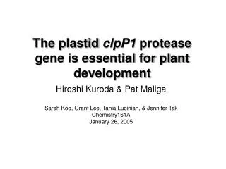 The plastid clpP1 protease gene is essential for plant development