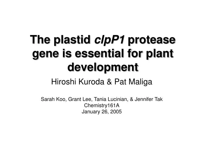the plastid clpp1 protease gene is essential for plant development