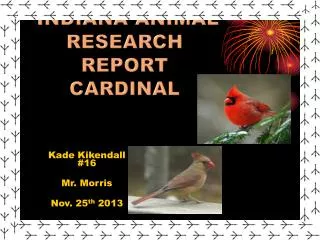 Indiana Animal research report Cardinal