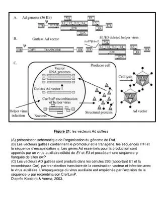 Figure 21 : les vecteurs Ad gutless