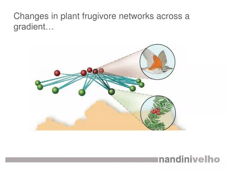 changes in plant frugivore networks across a gradient
