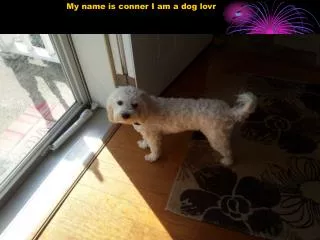 My name is conner I am a dog lovr