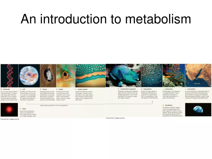 an introduction to metabolism