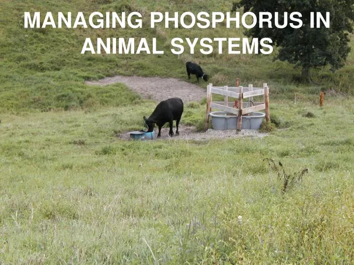 managing phosphorus in animal systems