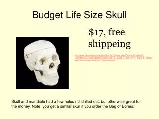Budget Life Size Skull