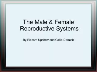 The Male &amp; Female Reproductive Systems By Richard Upshaw and Callie Darroch