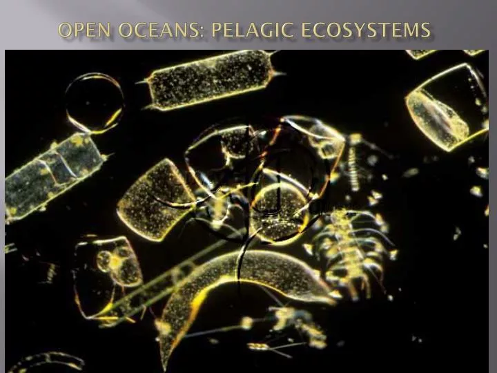 open oceans pelagic ecosystems