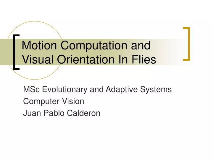motion computation and visual orientation in flies