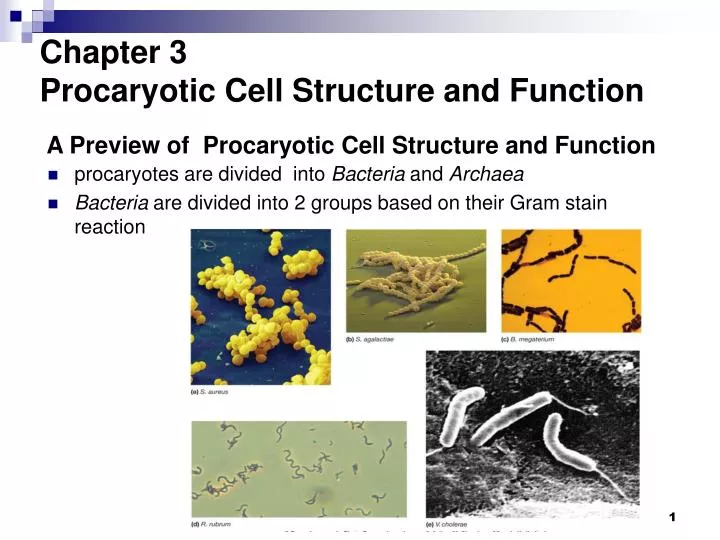a preview of procaryotic cell structure and function