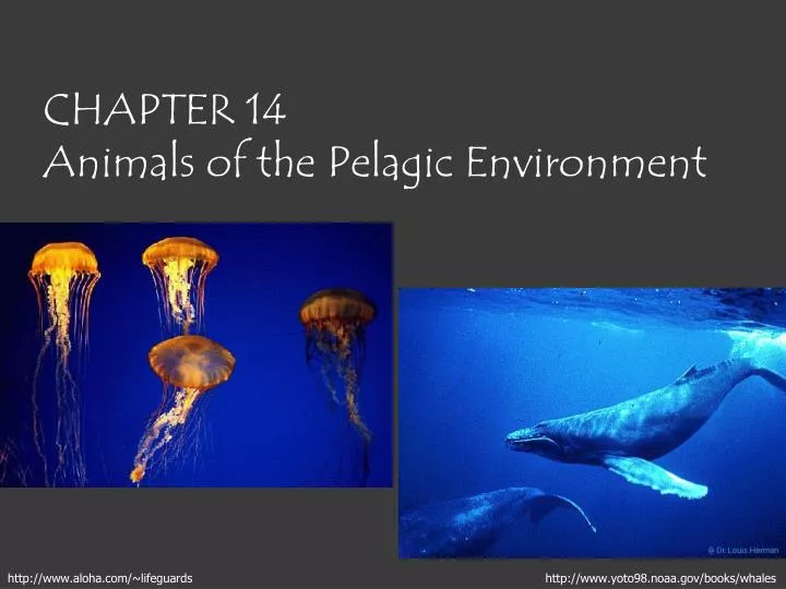 chapter 14 animals of the pelagic environment