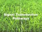 Signal Transduction Pathways - slide 1