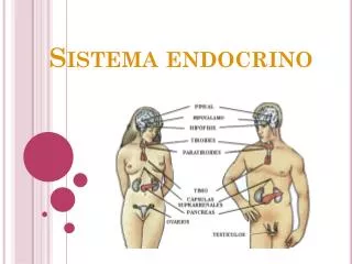 sistema endocrino