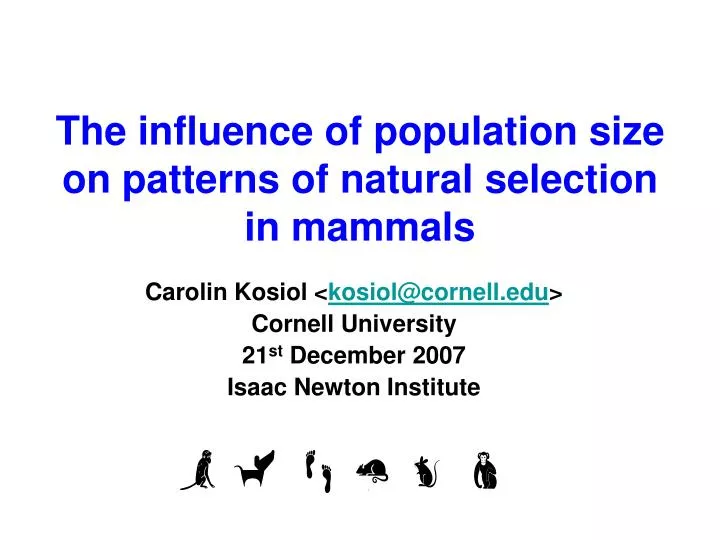 the influence of population size on patterns of natural selection in mammals