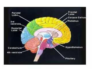 Posterior pituitary hormones: Vasopressin &amp; Oxytocin