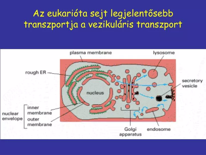 az eukari ta sejt legjelent sebb transzportja a vezikul ris transzport