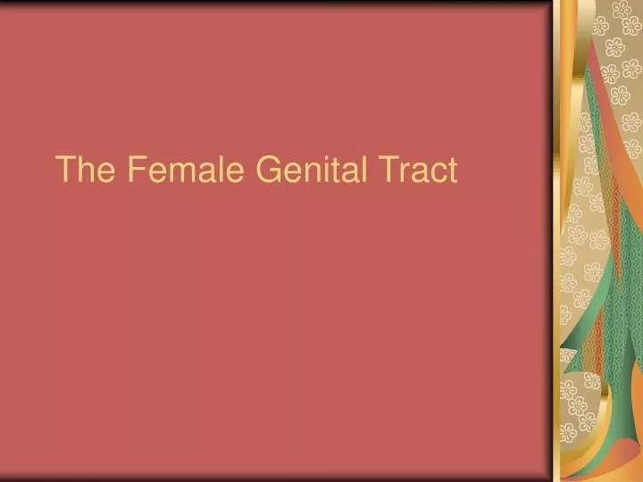 the female genital tract