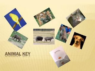 Animal Key