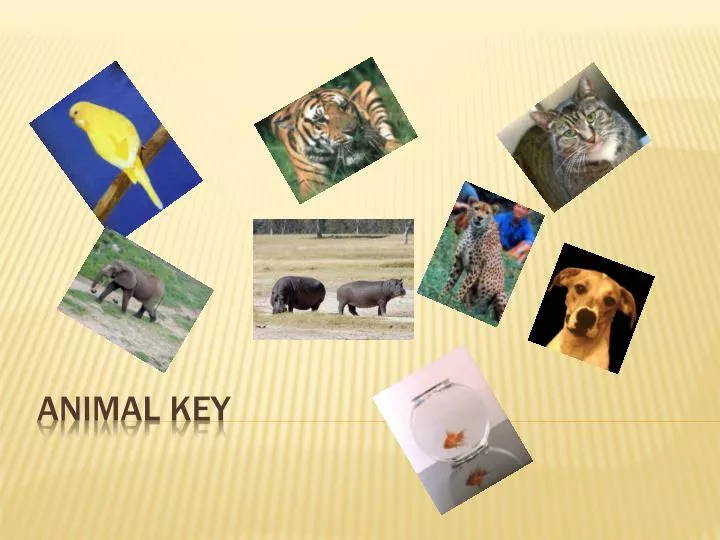 animal key