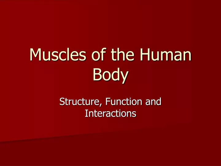 muscles of the human body
